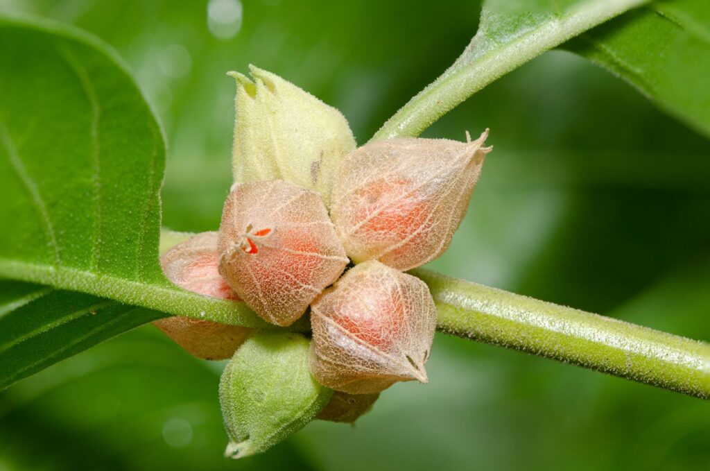 Ashwagandha Plant