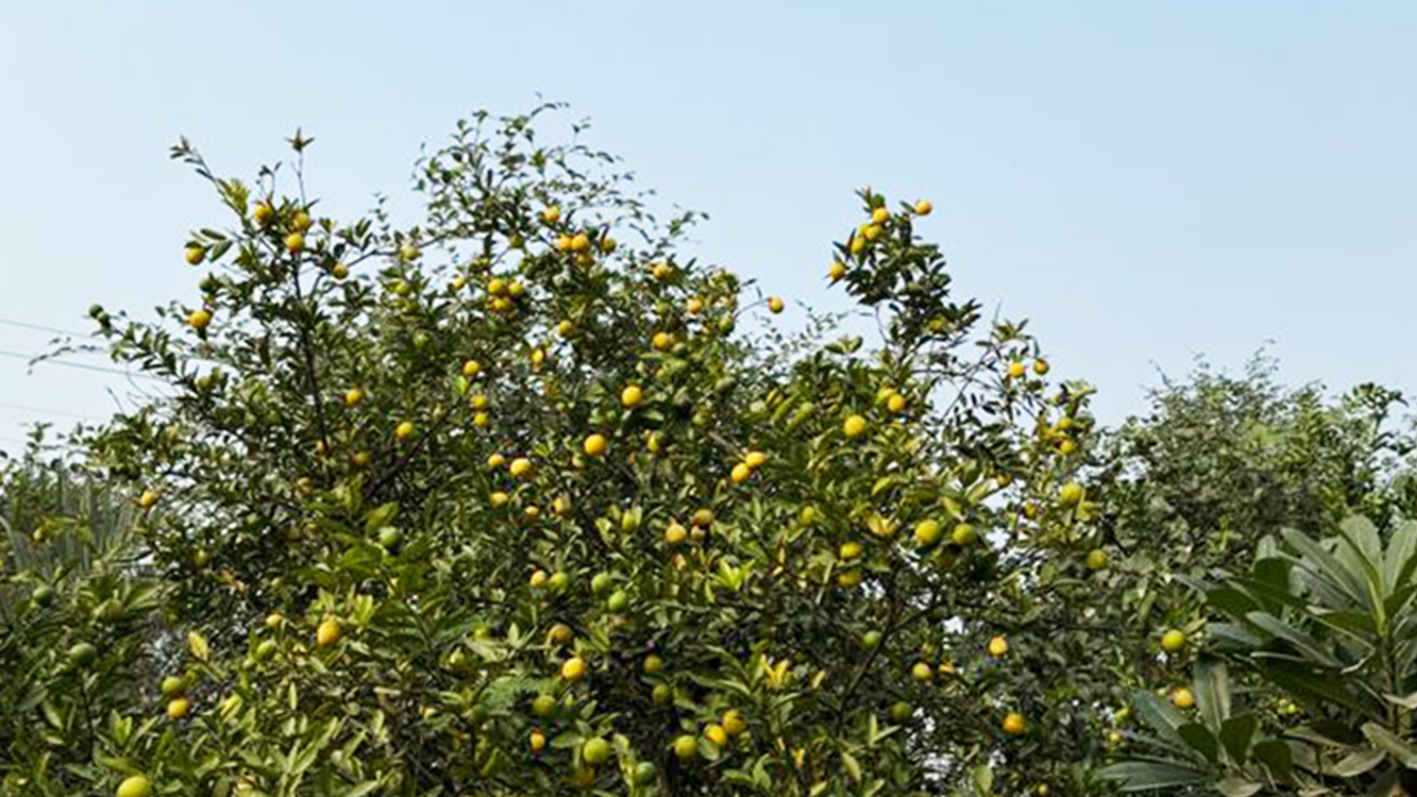 Lemon tree: lemon plant farming and Lemon health benefits