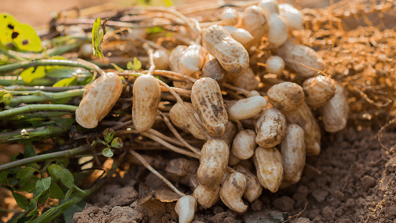 Groundnut Farming, benefits of Peanuts, and Peanut butter