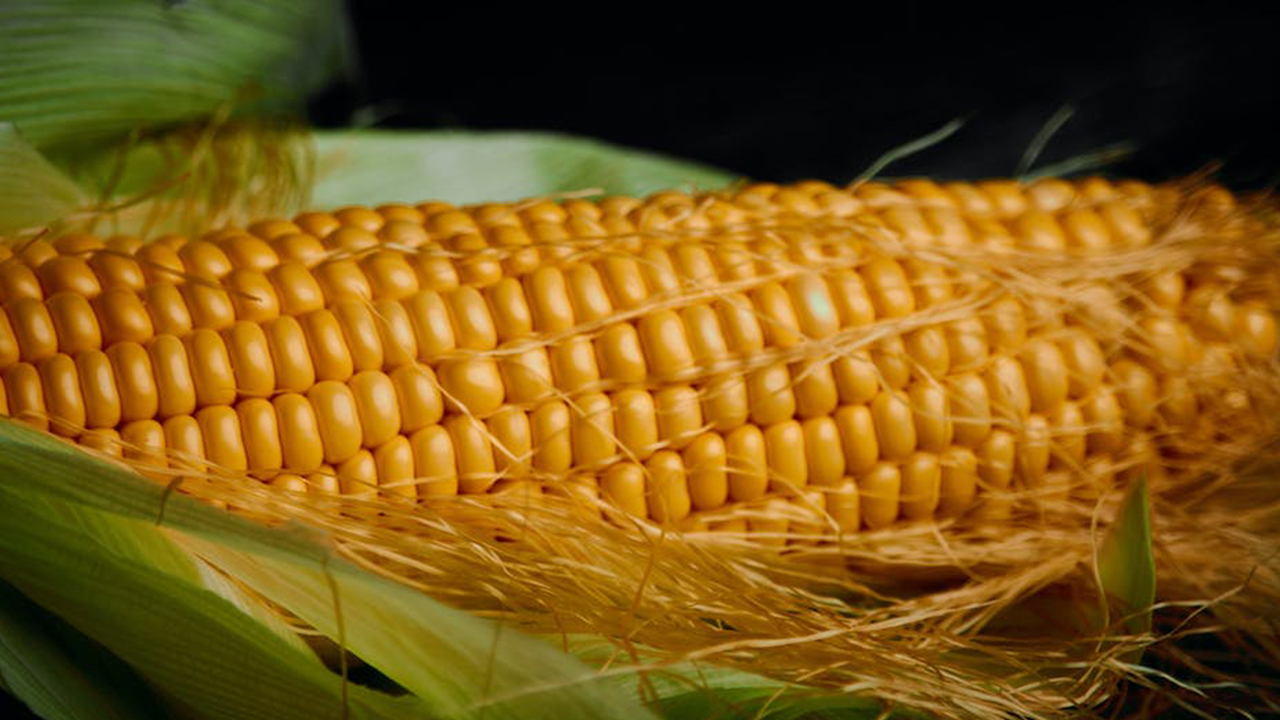 Maize: maize farming, maize health benefits, and sweet corn