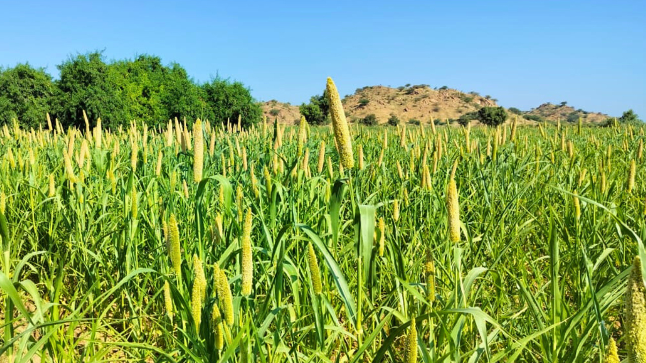 Millet Farming: millets types and Millet Products