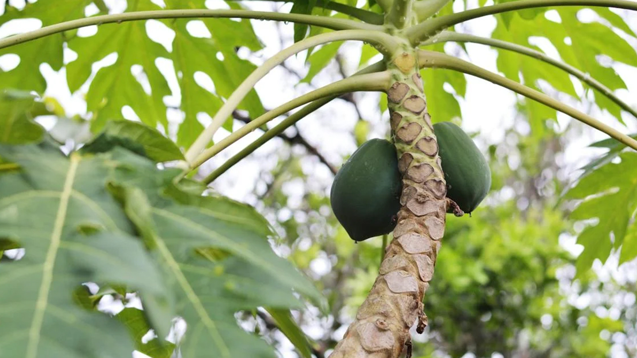 Everything that you need to know about Papaya